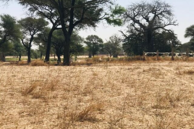 Propriété agricole 1,64 hectare à vendre – Tassette, Thiès