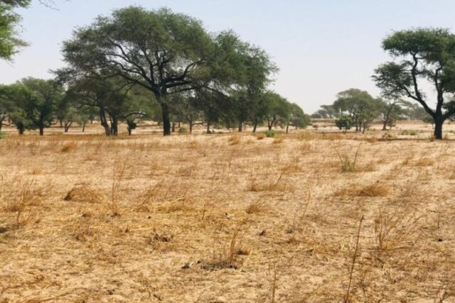Propriété agricole 1,64 hectare à vendre – Tassette, Thiès