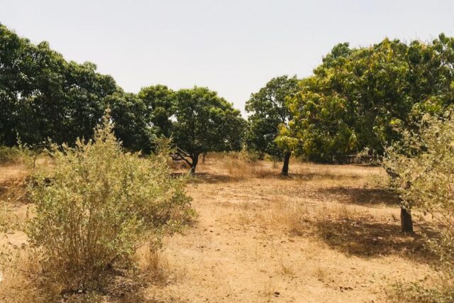 Verger Fruitier 2,25 ha à vendre – Notto Diobass, Thiès