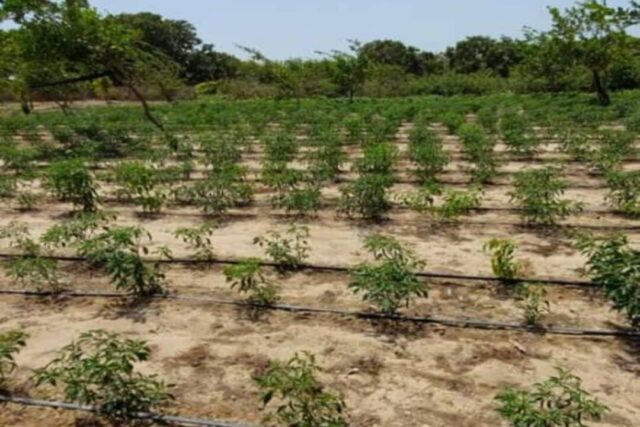 Exploitation agricole 2,25 hectares à louer – Diender, Thiès