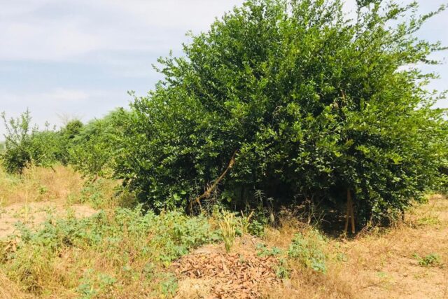 Ferme avicole 5.260 m² à vendre à Fandène, Thiès