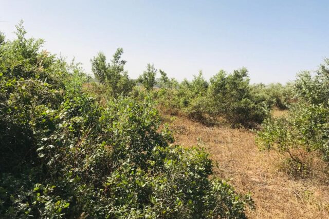 Terrain 7662 m² à Vendre — Thiénaba, Thiès