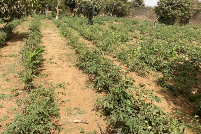Ferme avicole 7932 m² équipée à vendre – Sébikotane, Dakar