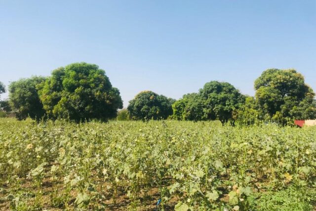 Ferme 1,55 hectare équipée à vendre – Pout, Thiès