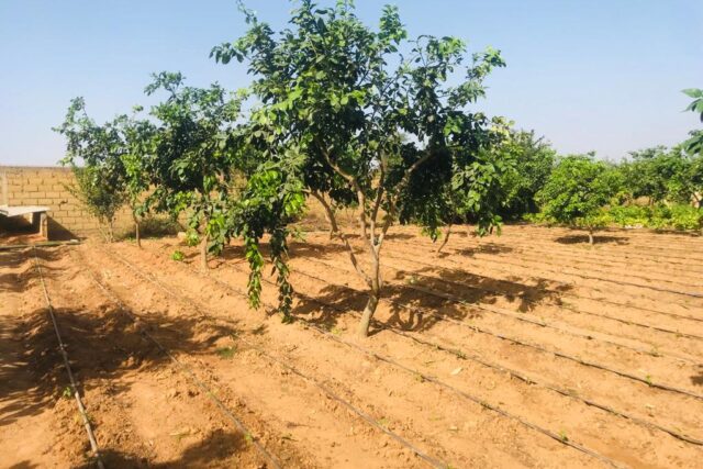 Ferme agricole 5.987 m² à vendre à Keur Moussa, Thiès