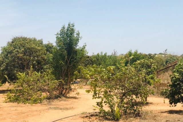 Ferme 1,04 hectare équipée à vendre – Diass, Thiès