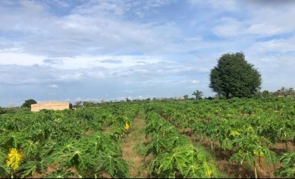 Ferme 2 hectares équipée à vendre – Sandiara, Thiès