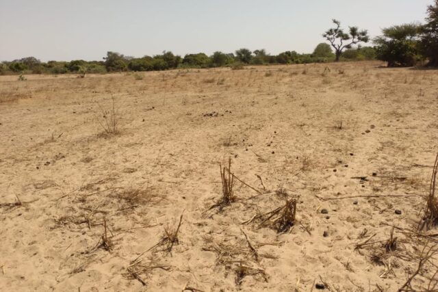 Terrain 9.942 m² à vendre – Sandiara, Mbour