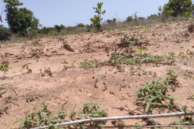 Propriété agricole 1,02 hectare à vendre – Diembéring, Ziguinchor