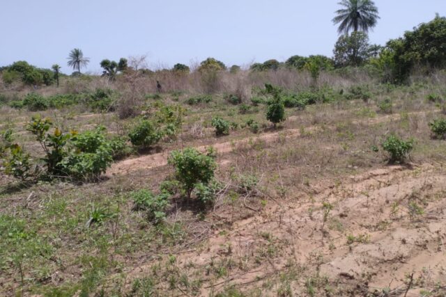 Propriété agricole 1,02 hectare à vendre – Diembéring, Ziguinchor