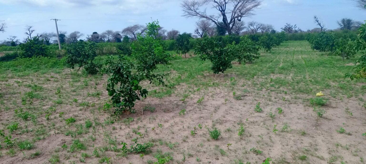 Ferme 1 hectare équipée et clôturée à vendre – Notto Diobass, Thiès