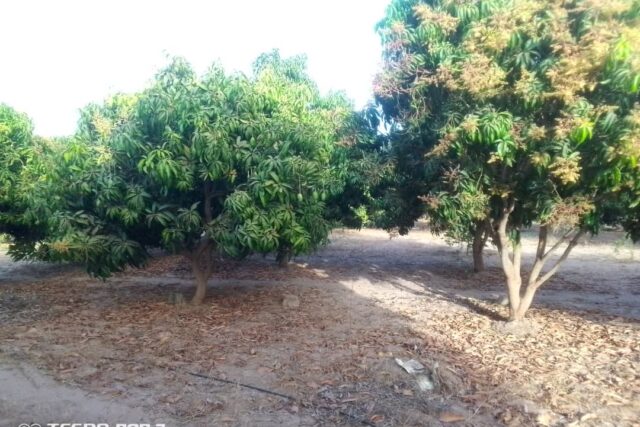 Ferme 2,98 hectares équipée à vendre – Sandiara, Thiès