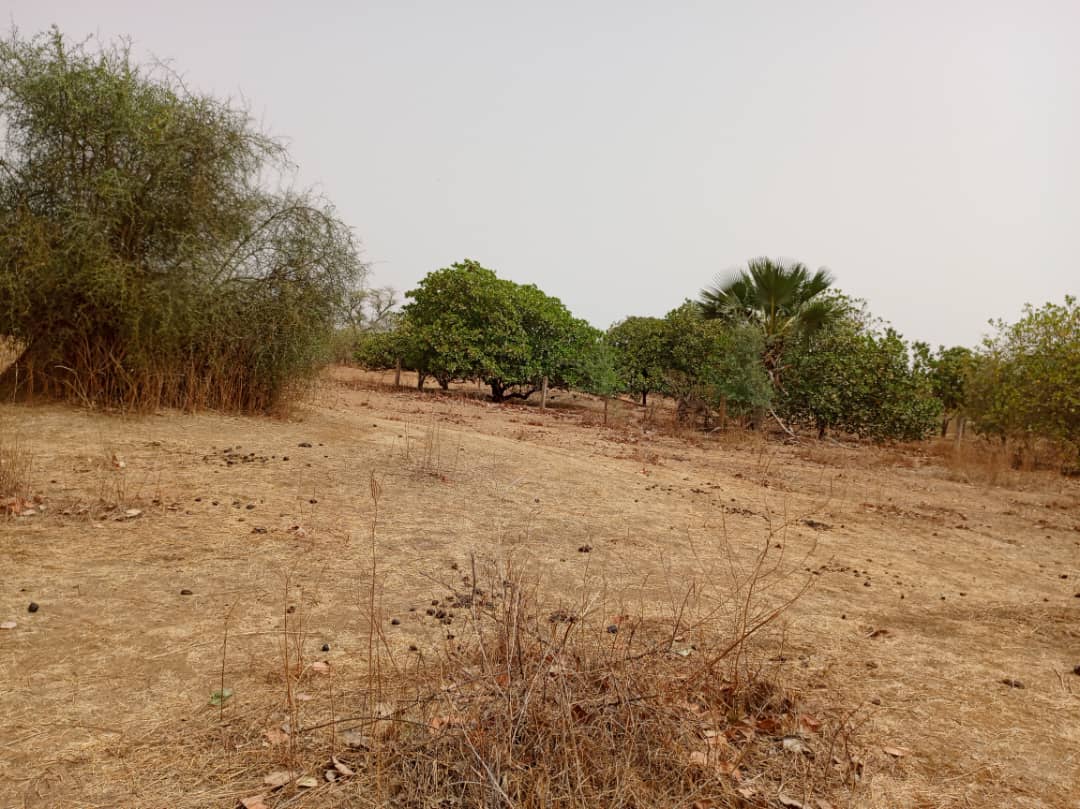 Terrain 9815 m² à Vendre — Notto Diobass, Thiès