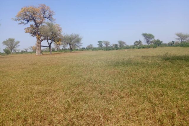 Terrain 8,77 ha à Vendre — Thiénaba, Thiès