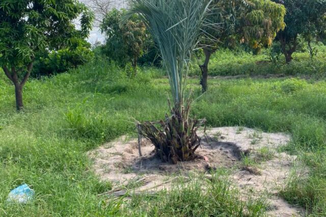 Ferme avicole 2,2 ha à vendre à Bambilor, Dakar