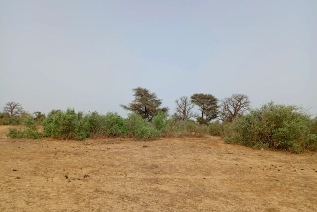 Propriété agricole 5 hectares à vendre – Tassette, Thiès
