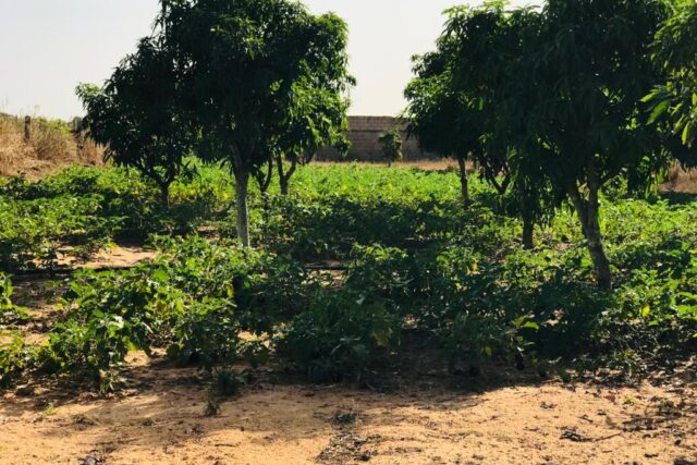 Ferme 3,70 hectares équipée à vendre – Diender, Thiès