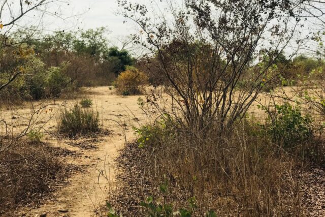 Propriété agricole 2,52 hectares à vendre – Sindia, Thiès