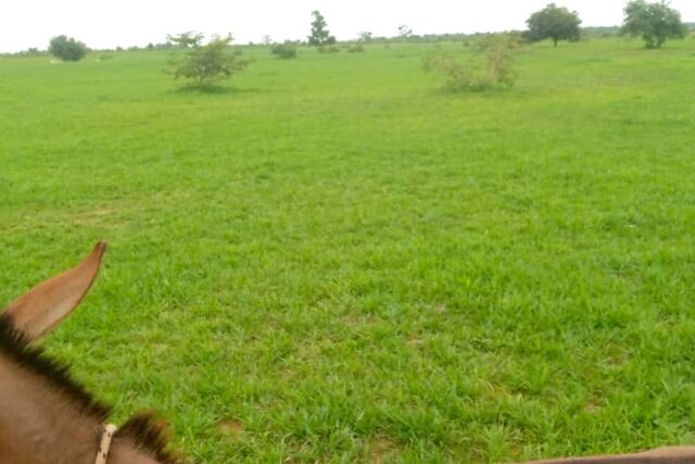 Terrain agricole 3 hectares à louer – Koungheul, Kaffrine