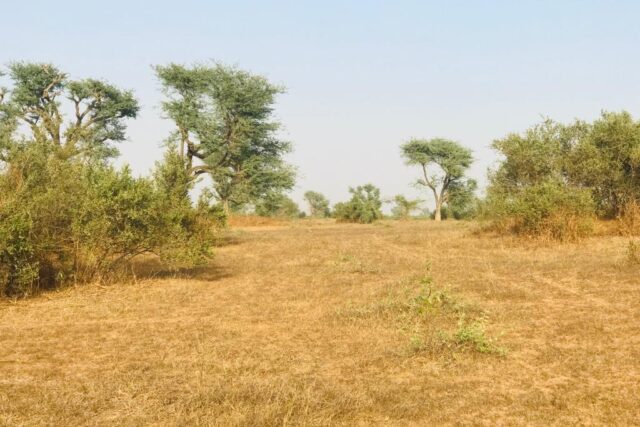 Propriété agricole 39 hectares à vendre – Koul, Thiès