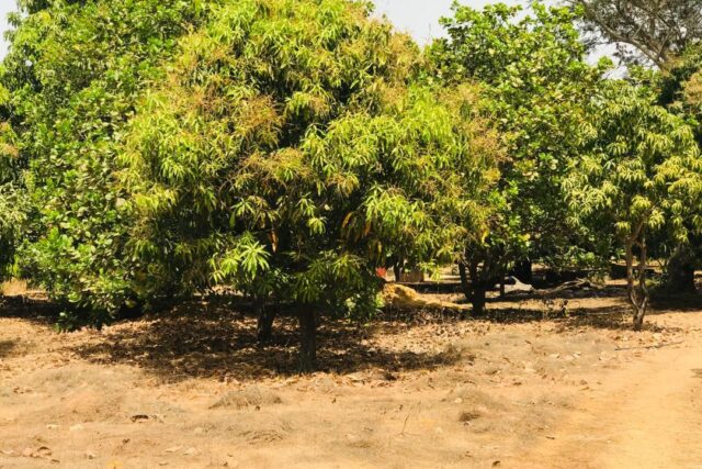 Ferme agricole 1,15 ha à vendre à Fimela, Fatick
