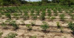 Exploitation agricole 2,25 hectares à louer – Diender, Thiès