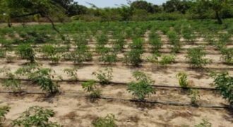 Exploitation agricole 2,25 hectares à louer – Diender, Thiès