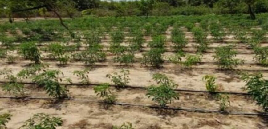 Exploitation agricole 2,25 hectares à louer – Diender, Thiès
