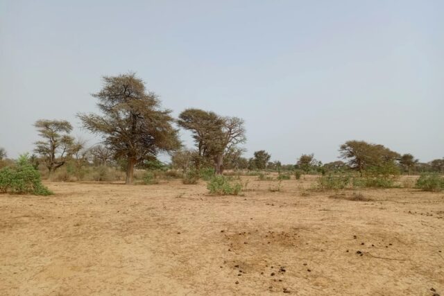 Propriété agricole 5 hectares à vendre – Tassette, Thiès