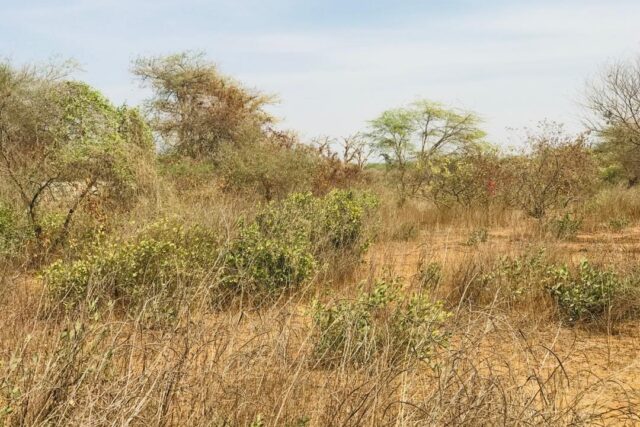 Propriété agricole 1,50 hectare à vendre – Sindia, Thiès