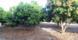 Ferme 2,98 hectares équipée à vendre – Sandiara, Thiès