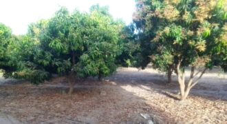 Ferme 2,98 hectares équipée à vendre – Sandiara, Thiès