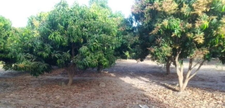 Ferme 2,98 hectares équipée à vendre – Sandiara, Thiès