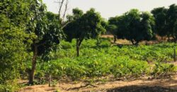 Ferme 3,70 hectares équipée à vendre – Diender, Thiès