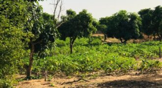 Ferme 3,70 hectares équipée à vendre – Diender, Thiès