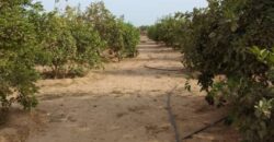 Ferme avicole 1,66 ha à vendre à Bambilor, Dakar