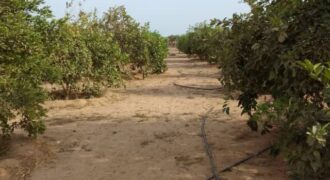 Ferme avicole 1,66 ha à vendre à Bambilor, Dakar
