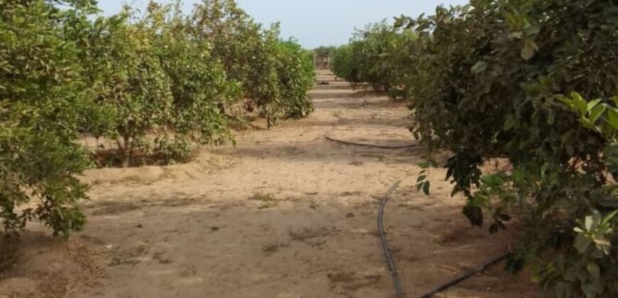 Ferme avicole 1,66 ha à vendre à Bambilor, Dakar