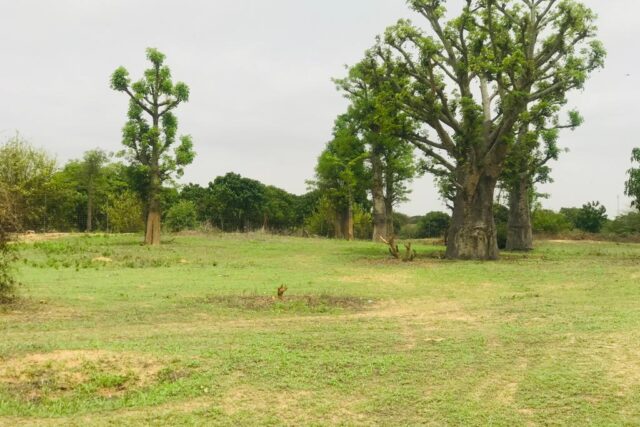 Terrain 7.007 m² à vendre – Diender Guedj, Thiès