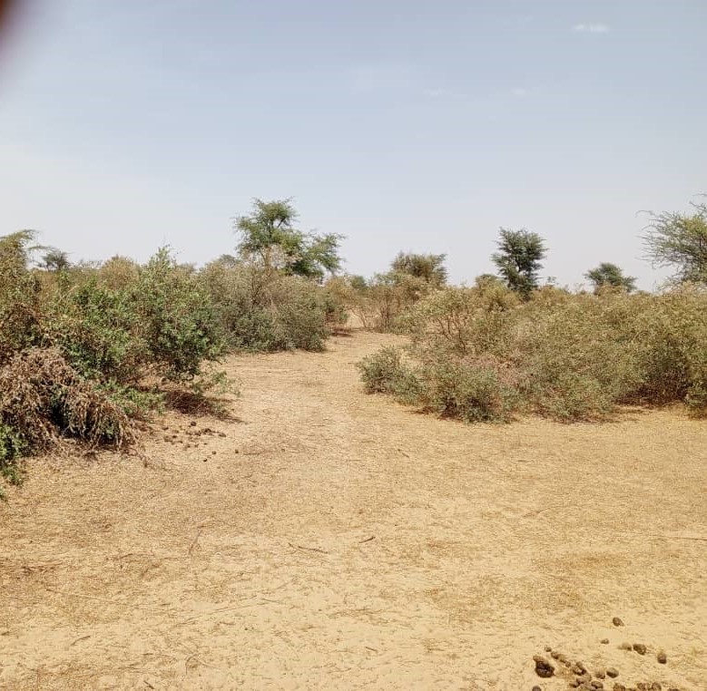 Terrain agricole 48 hectares à vendre – Koul, Thiès