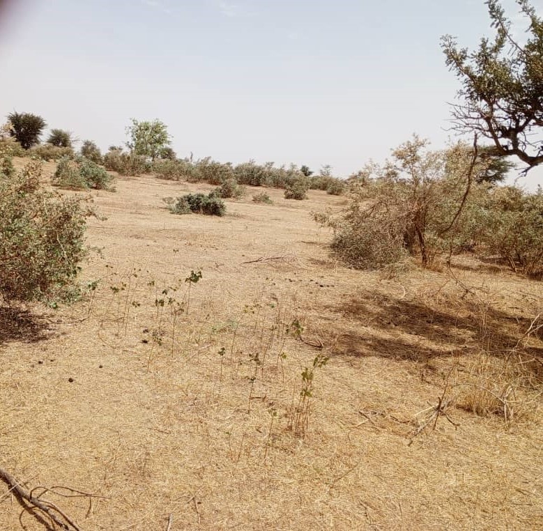 Terrain agricole 48 hectares à vendre – Koul, Thiès