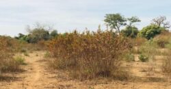 Propriété agricole 1,28 hectare à vendre – Sindia, Thiès