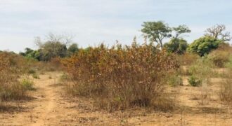 Propriété agricole 1,28 hectare à vendre – Sindia, Thiès