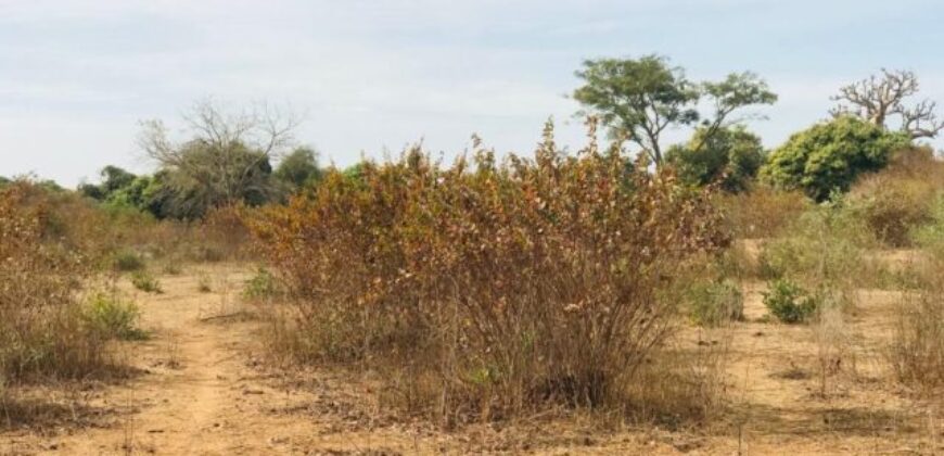 Propriété agricole 1,28 hectare à vendre – Sindia, Thiès