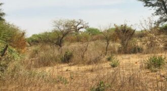 Propriété agricole 1,50 hectare à vendre – Sindia, Thiès