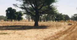 Propriété agricole 1,64 hectare à vendre – Tassette, Thiès