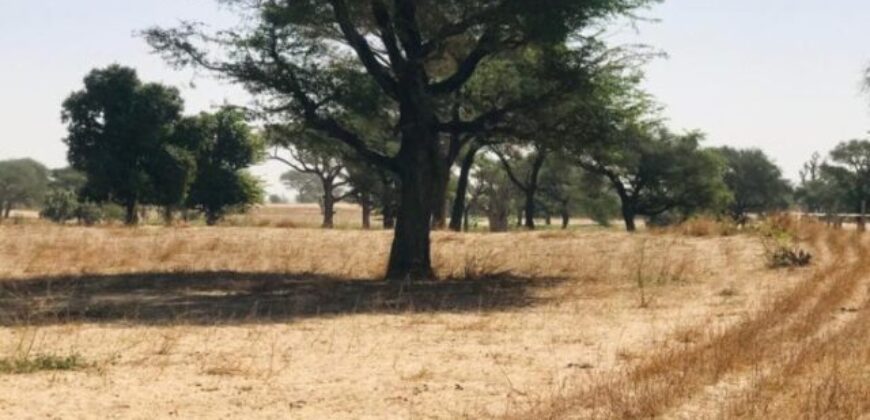 Propriété agricole 1,64 hectare à vendre – Tassette, Thiès