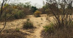 Propriété agricole 2,52 hectares à vendre – Sindia, Thiès