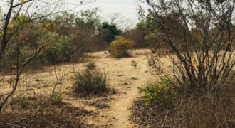 Propriété agricole 2,52 hectares à vendre – Sindia, Thiès
