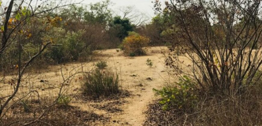 Propriété agricole 2,52 hectares à vendre – Sindia, Thiès